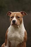 AMSTAFF  PORTRAIT 022